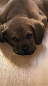 Darujem šteniatko Bordeaux doga - 3