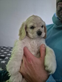 Americký kokeršpaniel - 3