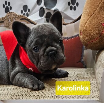 Francúzský buldoček - 3