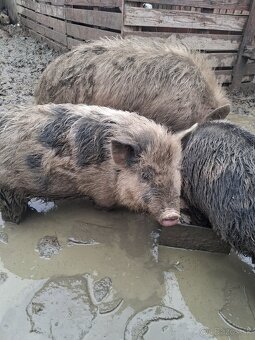 Vietnamske prasa - 3