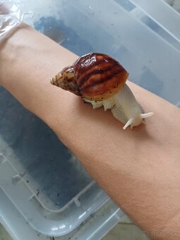 🐌lissachatina fulica albino body🐌 - 3