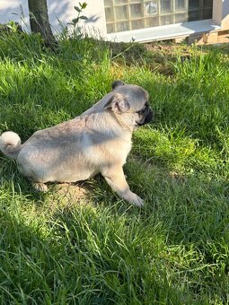 Mops predam - 3