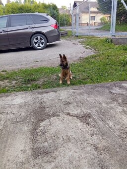 Belgický ovčiak - 3