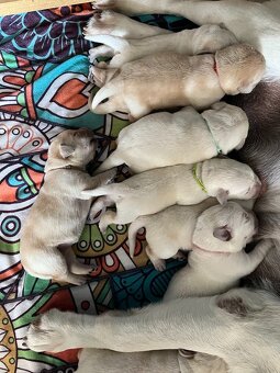 labradorský retriever FCI - žlté šteniatka - otec Grand šamp - 3