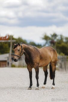 Žrebec QH reining - 3