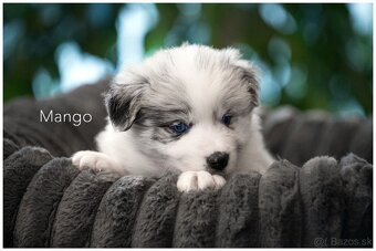 Border Collie Border Kolia s PP FCI  barva Blue Merle - 3