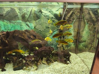 Predám rodinu cichlíd malawi Yellow vs Jalo Reef - 3