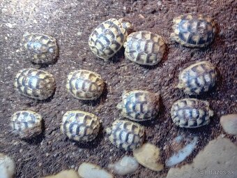 Predam korytnačky - 3