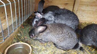 krizence činčila veľká a sarisky obrovity - 3