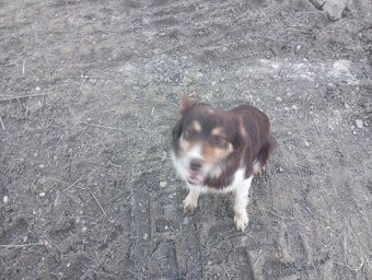 Border kolia,collia - 3