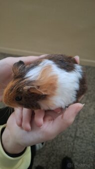 Morské prasiatko - 3