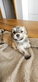 Havanský psík/ Bichon Havanais s PP - 3