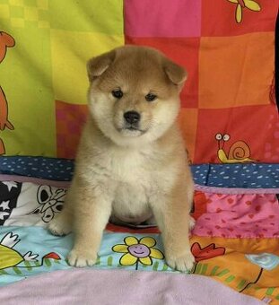 Shiba   s PP / FCI / - 3