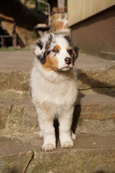 Australský ovčák s PP - 3