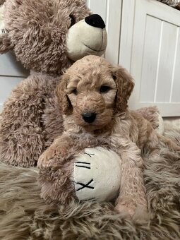 Goldendoodle F2 - 3