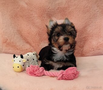 Yorkshire terrier - 3