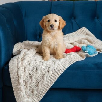Golden retriever,retriver - 3