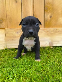 🐶 Americký stafordšírsky teriér (Amstaff, staford) - 3
