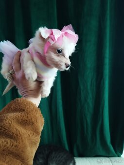 pomeranian civava - 3