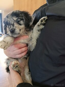 Zlatý retriever a Border kolia - 3