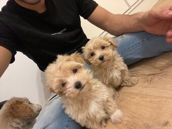 Maltipoo - 3