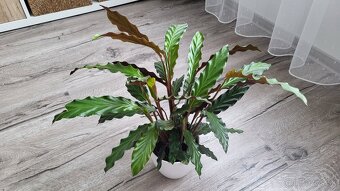 Kalatea (Calathea rufibarba) - 3