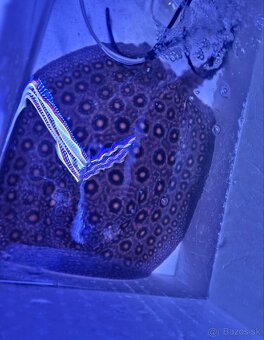 Potamotrygon Motoro Royal Marbled - 3
