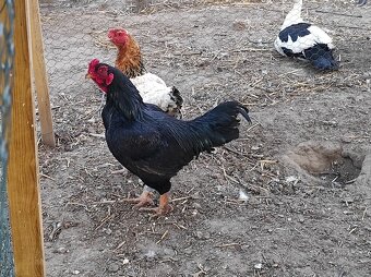 Indické bojovnice, zdrobnené kačice - 3