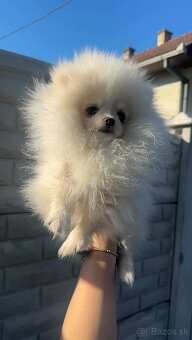 Pomeranian - 3
