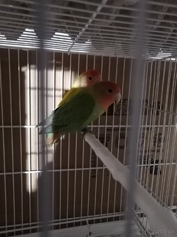 Agapornis ružovohrdlý - 3