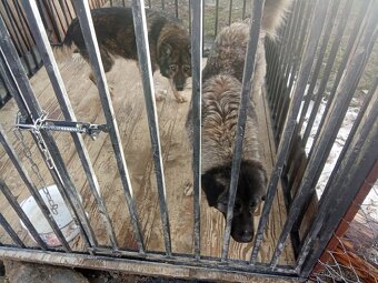 Kaukazský ovčiak - 3