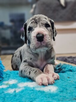 Nemecká doga šteniatka s PP - 3