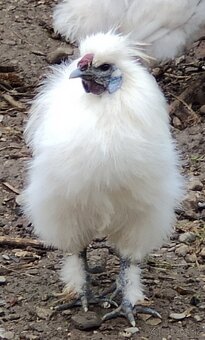 Kohút hodvaničky - 3