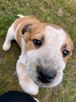 Darujem šteniatko - 3