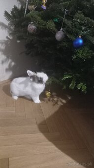 Teddy - levík králik - 3