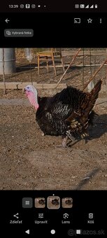 Morka bronzová NV - 3