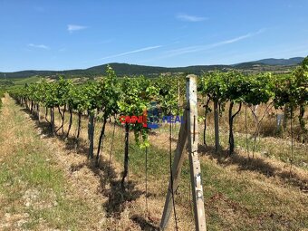 Obrábaný vinohrad Sahara - 33 árov - 3