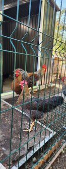 Násadové vajcia. - 3