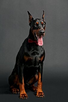 Doberman chovný pes - na krytie - 3