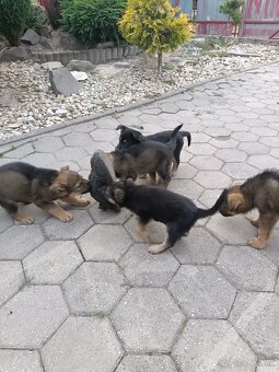 Šteňatá nemecký ovčiak - 3