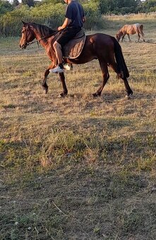 Predam sportovy welsh pony - 3