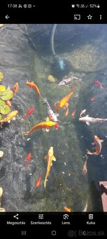 Koi kapor - 3