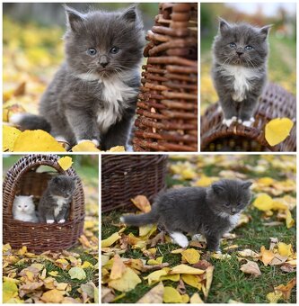Mainská mývalia - maine coon - MCO 3 mačiatka - 3