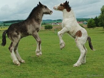 Irský cob - 3 hřebečči na prodej - 3
