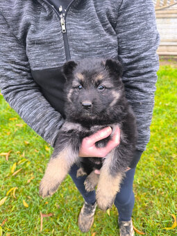 Nemecky ovčiak šteniatka - 3