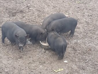 Vietnamské prasiatka - 3