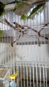 Amadina guldová červenohlavá-prírodná - 3