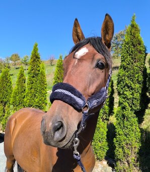 Figurantný 3 r andalúzsky valach - 3