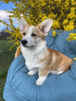 corgi - 3