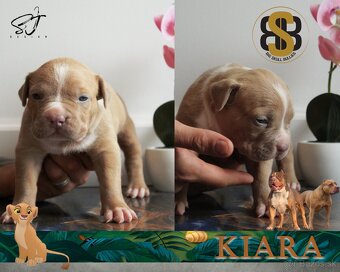 American Bully XL - 3